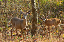 White-tail Doe With Her Fawn In Autumn Woods