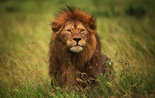 Closeup Shot Of A Lion In Masai Mara National Park, Kenya