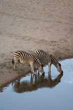 Burchell's Zebras Drinking From Water Hole In The Moremi Reserve, Botswana.