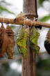 Pupae of exotic butterflies weigh on a branch. Artificial breeding of exotic butterflies, selective focus