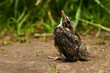 fledgling robin sitting on a path