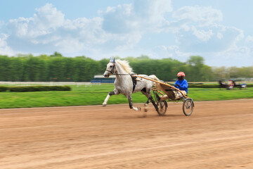 Wall Mural - horse with jockey rides fast on a racetrack on a summer day background blurred traffic