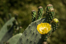 Closeup Of A Prickly Pear Cactus With A Yellow Flower On It