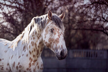Portrait Of An Appaloosa Horse