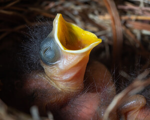 A Two Day Old Eastern Bluebird