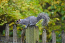The Grey Squirrel Has A Silver Coat Brownish Face Feet And Pale Underside It Has A Bushy Tail It Is Easily Distinguished From The Red Squirrels By Its Larger Size Fur Colour Smaller Ears Without Tufts