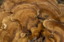 Closeup Of Brown Toadstool Mushroom On A Tree Trunk