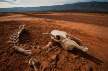 Skeleton Of Dead Animal In Desert