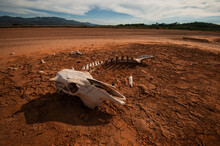 Skeleton Of Dead Animal In Desert