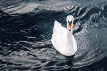 White Swan Swims On Black Water, Catches Fish