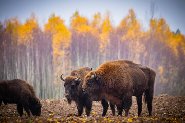 
impressive giant wild bison grazing peacefully in the autumn scenery