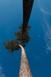 © Yakov Knyazev/Stocksy - Two Pine trees growing together