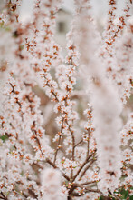 Blooming Cherry Tree At A Shallow Depth Of Field