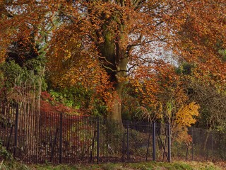 Poster - English Garden with Copper Beech 