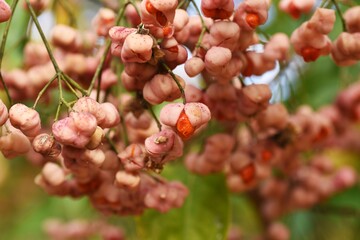 Wall Mural - Japanese spindle tree (Euonymus hamiltonianus) berries  