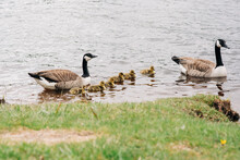 Geese And Ducklings Swimming In A Line Together By The Bank