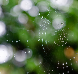 Abstract spider web in close-up covered in morning dew droplets.