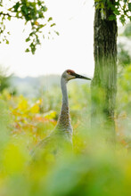 Closeup Portrait Of A Sandhill Crane Walking Through The Forest