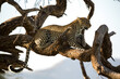 A leopard rests on the branch of a tree