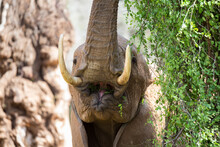 Close-up Of An Elephant, The Face