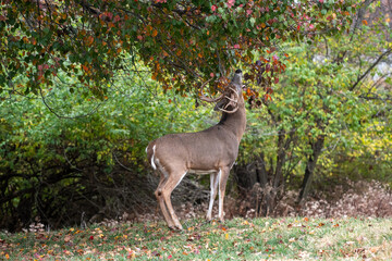 Wall Mural - White-tailed deer buck in fall