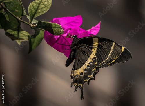 Cuadros en Lienzo Closeup of a royal butterfly on a purple flower