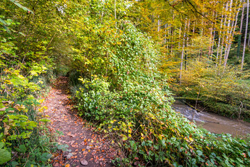 Wall Mural - Fantastic autumn hike along the Aachtobel to the Hohenbodman observation tower