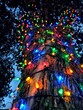 Christmas lights on Maple tree