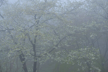 Poster - 霧と桜