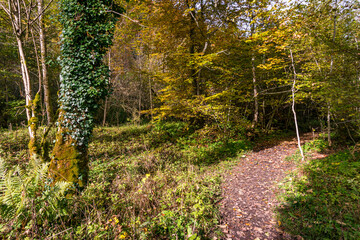 Canvas Print - Fantastic autumn hike along the Aachtobel to the Hohenbodman observation tower