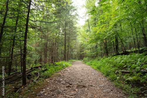Cuadros en Lienzo Narrow unpaved trail in the dense woodland covered with lush vegetation in the m