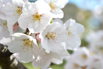 Wall Mural - 桜