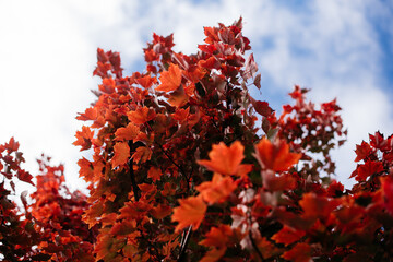 red autumn leaves against blue sky