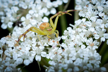 High Angle Shot Of A Small Crab Spider With Striped Legs On White Flowers