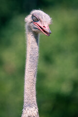 Poster - Vertical shot of an ostrich against a green background