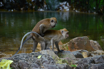 Wall Mural - Closeup shot of wild Macaques mating