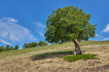 tree on a hill 2