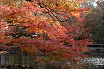 Canvas Print - 震生湖の紅葉