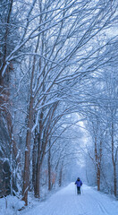 View of trail along Missouri River edged by arched trees covered with snow; older man skiing underneath the trees; winter in Missouri 