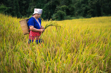 Wall Mural - space woman farmer with paddy rice on rice terrace