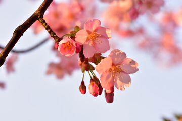 Wall Mural - 河津桜