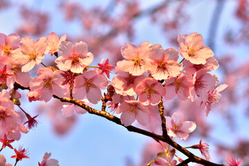 Poster - 河津桜