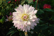 A close up of white, delicately blushed with lilac-pink at the tips dahlia of the 'Crazy Love' variety (Semi-Dinnerplate Dahlia) in dew in the garden on a sunny morning, copy space for text