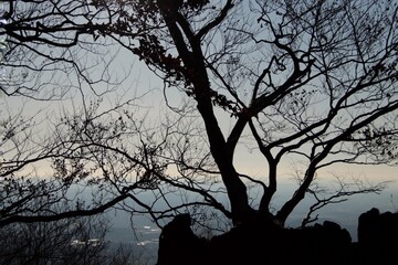 silhouette of a tree in autumn