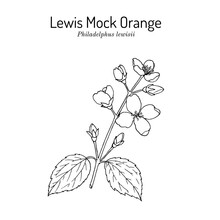 Lewis Mock-orange Philadelphus Lewisii , State Flower Of Idaho