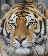 Bengal tiger. Close up portrait of an adult predator. Big wild cat