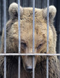 Brown bear at the zoo close up. The sad bear looks away and waits for food.