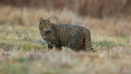 Wall Mural - european wildcat, felis silvestris, standing on field in autumn nature. stripped mammal turning back