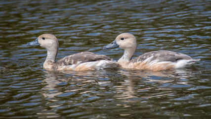 Aufkleber - A pair of whistling ducks swimming on water.  The ducks are surrounded by water with no people about and room for copy space