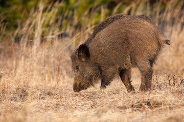 Wall Mural - wild boar, sus scrofa, digging with snout on dry meadow in autumn nature. mammal with dark dirty fur
